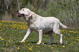 LABRADOR 984
